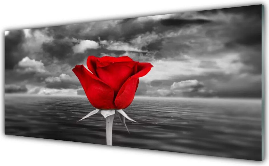 Obraz Akrylowy Róża Kwiat Roślina Morze