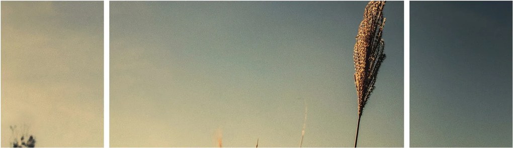 Obraz z trawą (170x50 cm)