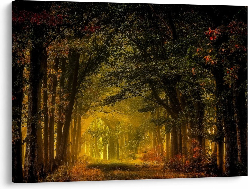 Obraz lasu (70x50 cm)