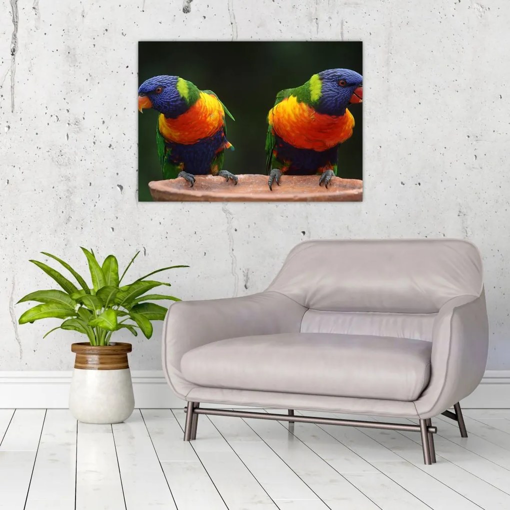 Obraz na szkle - papugi (70x50 cm)