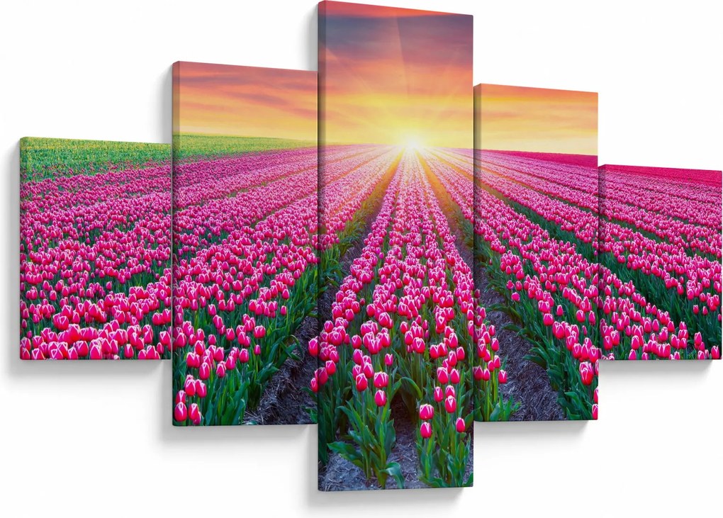 Obraz pole tulipanów ze słońcem (125x70 cm)