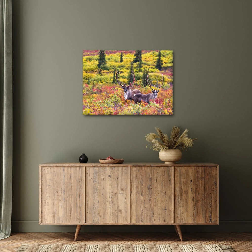 Obraz - Renifer tundrowy (70x50 cm)