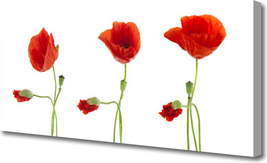 Obraz canvas na ścianę Czerwone Maki w Słońcu