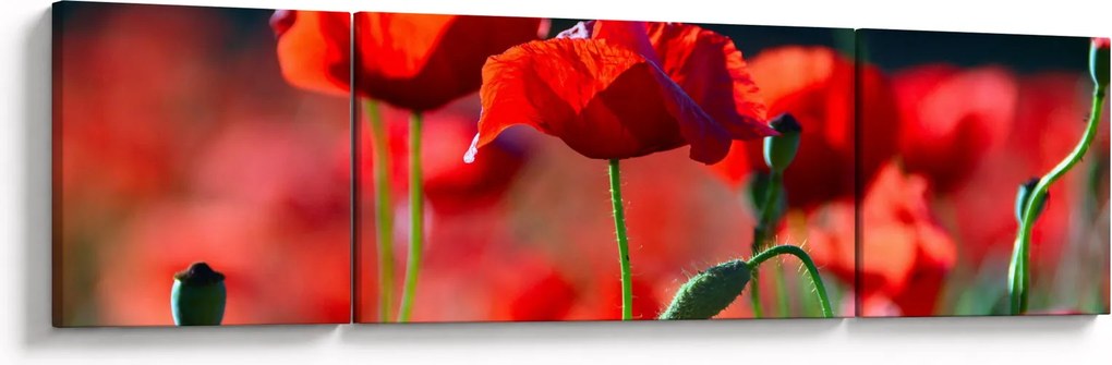 Obraz - maki (170x50 cm)