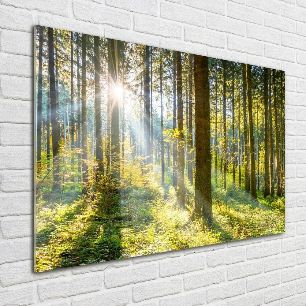 Foto obraz szkło hartowane Las w słońcu