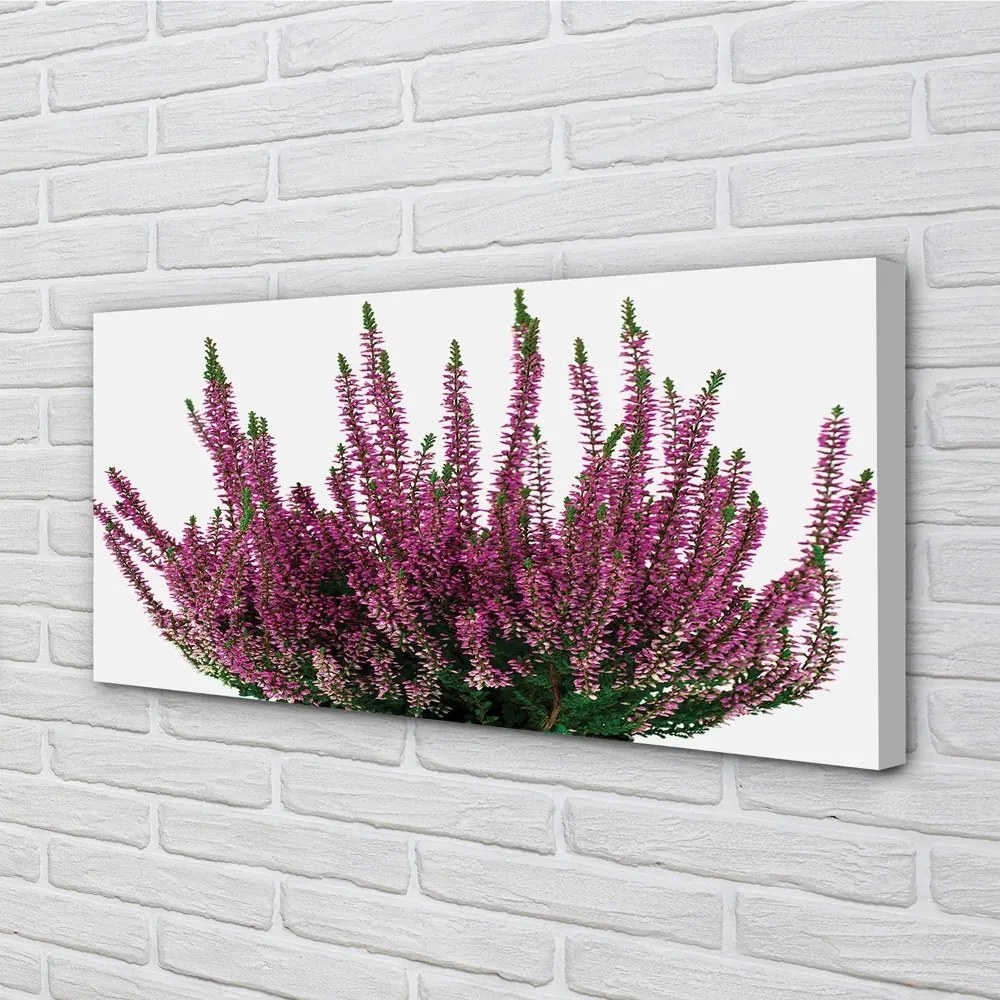 Duży obraz na płótnie Wrzosy