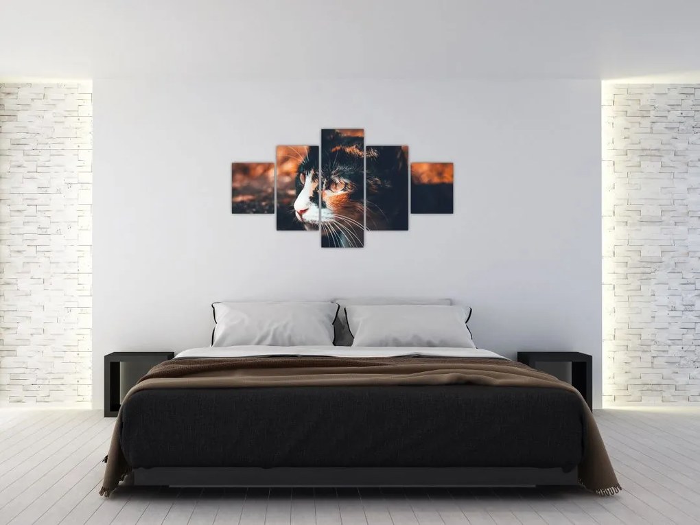 Obraz - Spojrzenie kota (125x70 cm)
