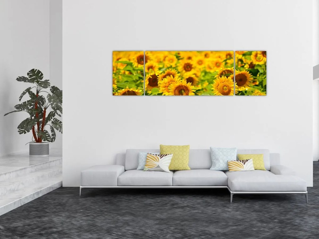 Obraz - Słoneczniki (170x50 cm)