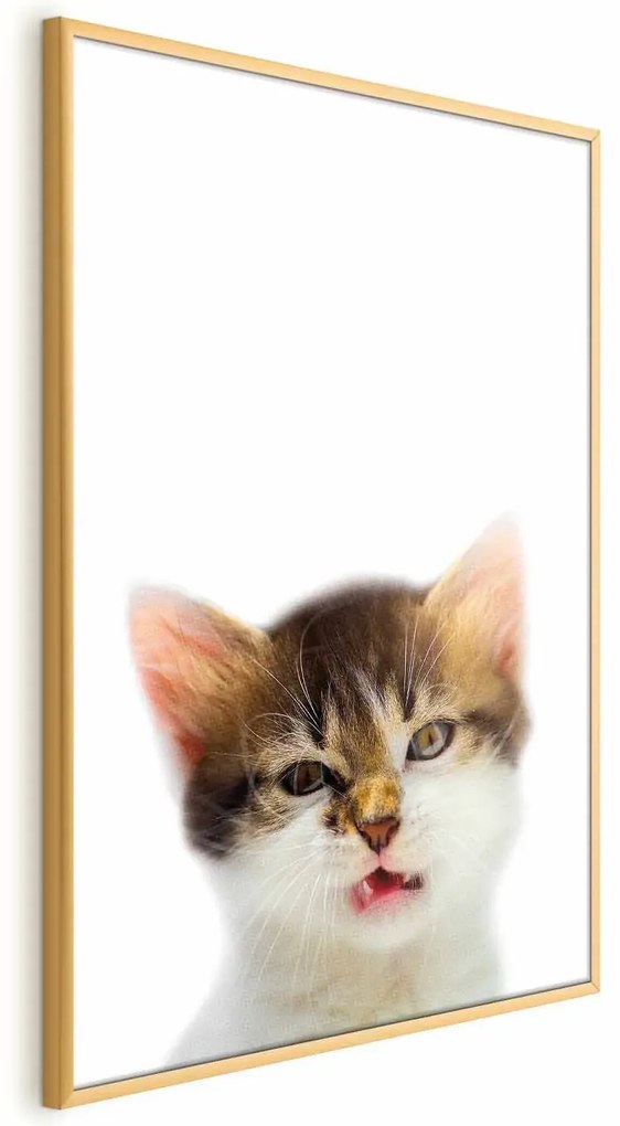 Plakat Zirytowany kot 21x30 cm z ramą złotą bez marginesu ARTGEIST B