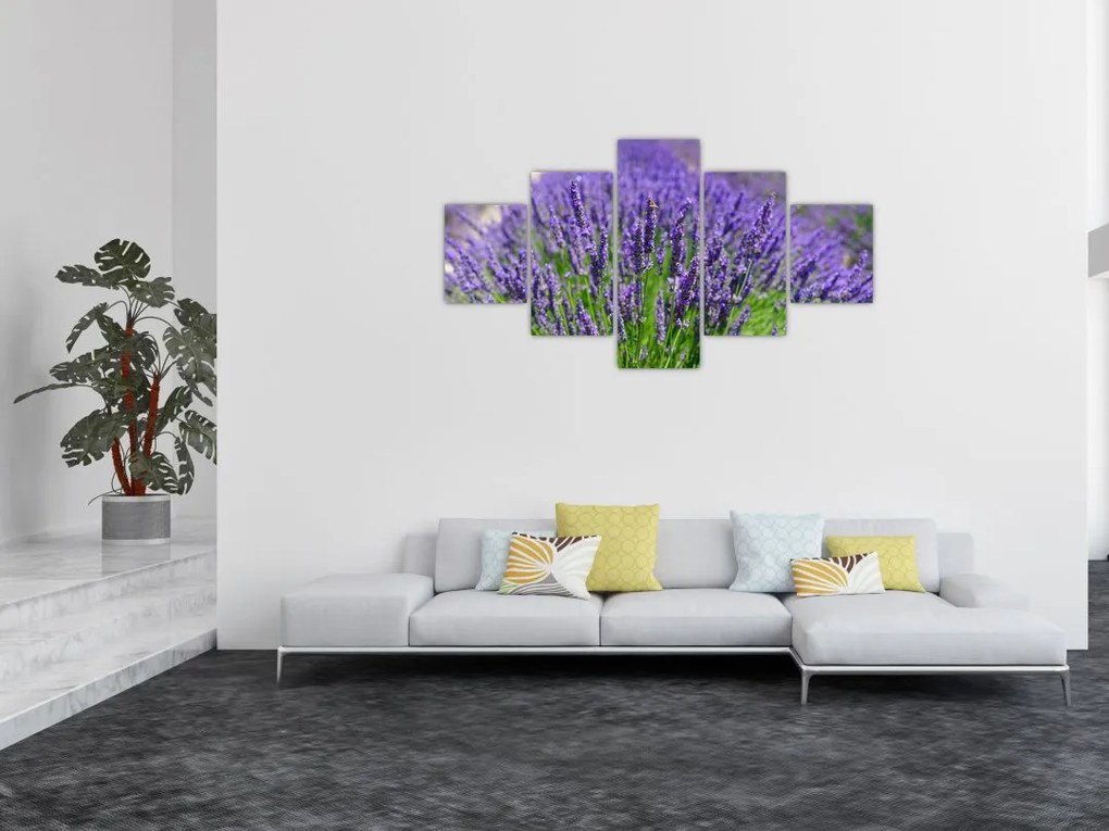 Obraz - lawenda (125x70 cm)