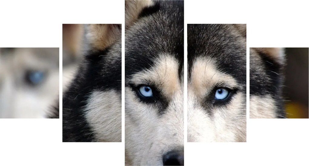 Obraz psa husky (125x70 cm)