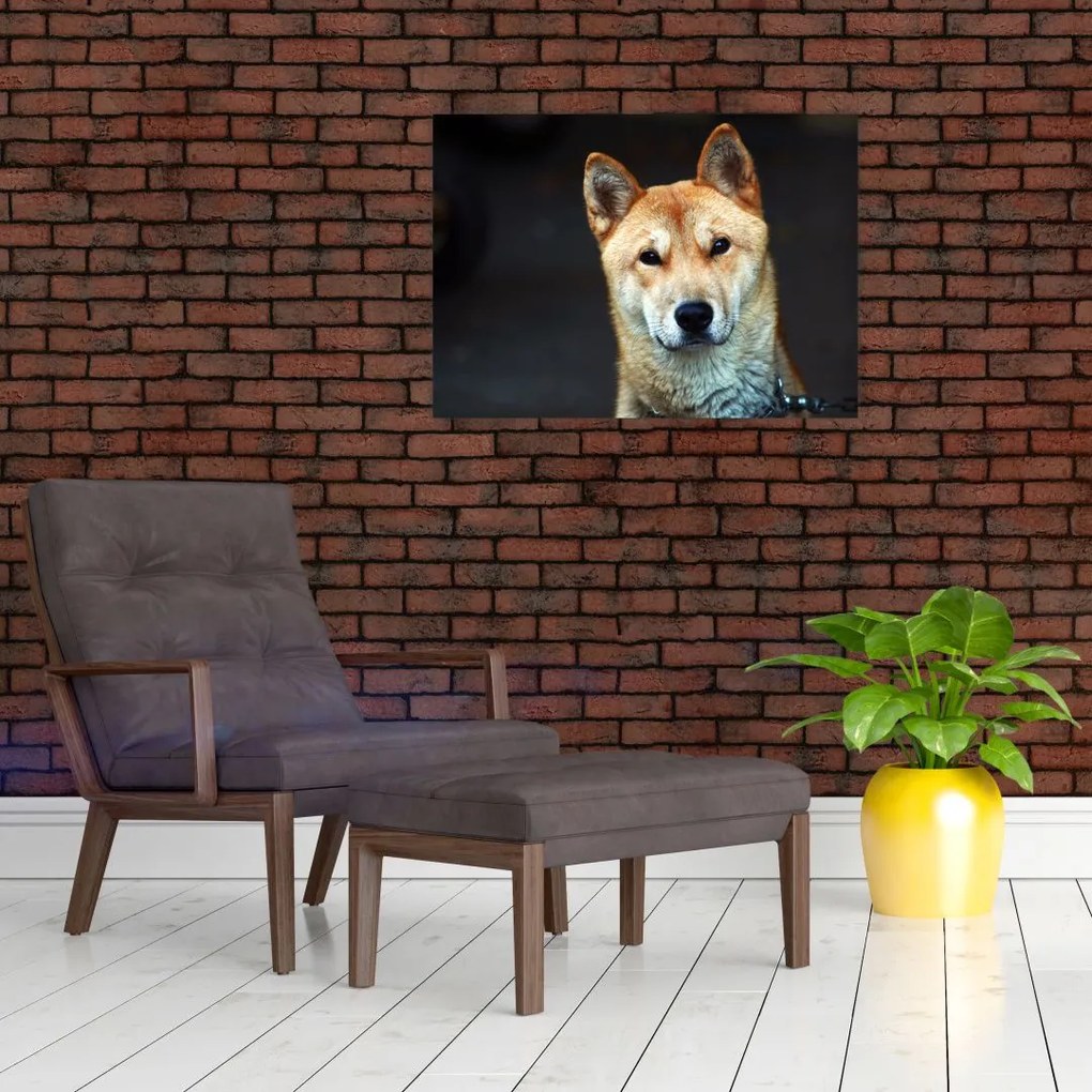 Obraz na szkle psa (70x50 cm)