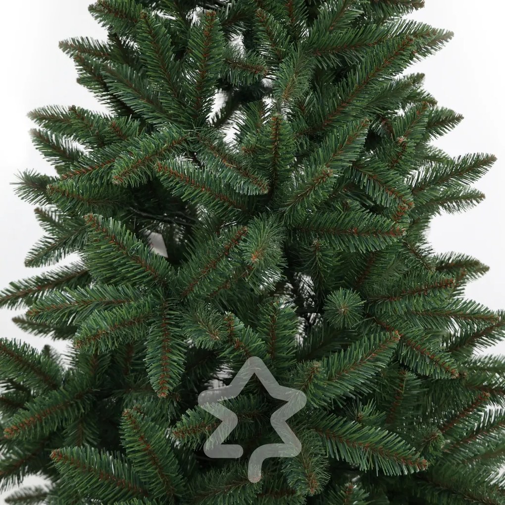 Świerk kanadyjski 210 cm