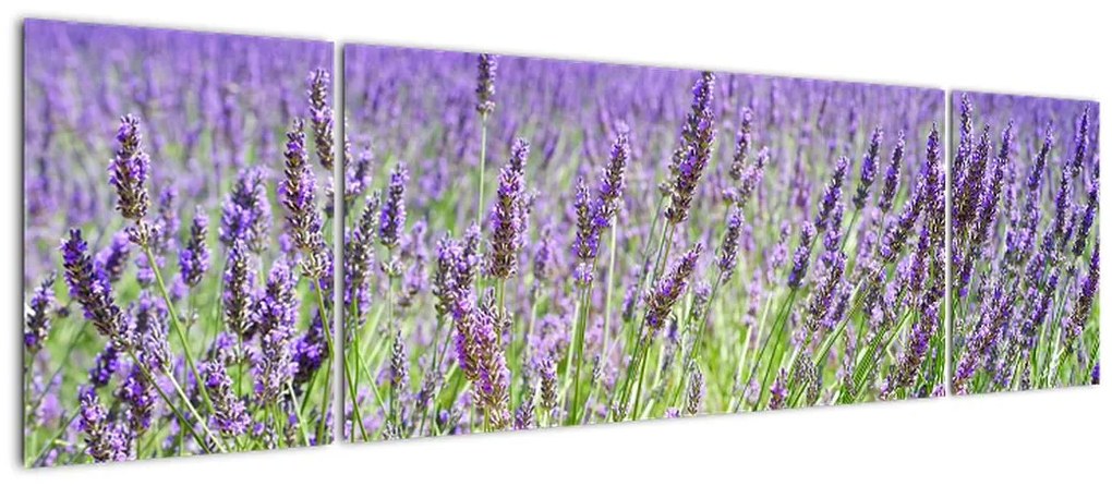 Obraz pola z lawendą (170x50 cm)