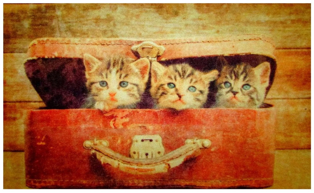 Wycieraczka Deco Star Kociaki 40 cm x 60 cm