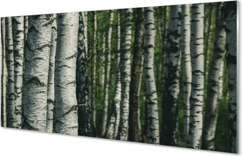 Panel szklany do Kuchni Białe Pnie Brzóz