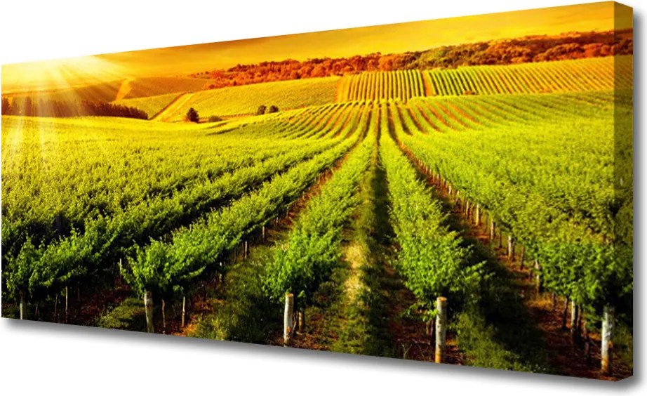 Obraz canvas Złociste Pole o Poranku