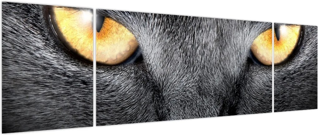 Obraz - Portret kota z bliska (170x50 cm)
