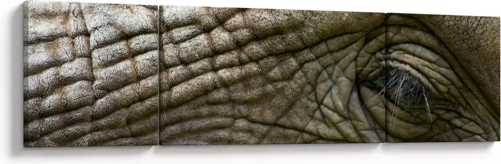 Obraz - Zbliżenie na stare oko słonia (170x50 cm)