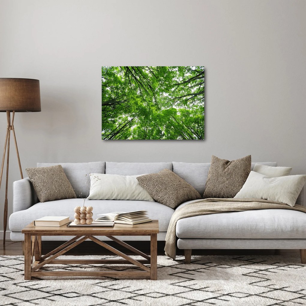 Obraz - Widok do korony drzewa (70x50 cm)