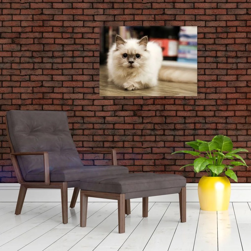 Obraz na szkle białego kota (70x50 cm)