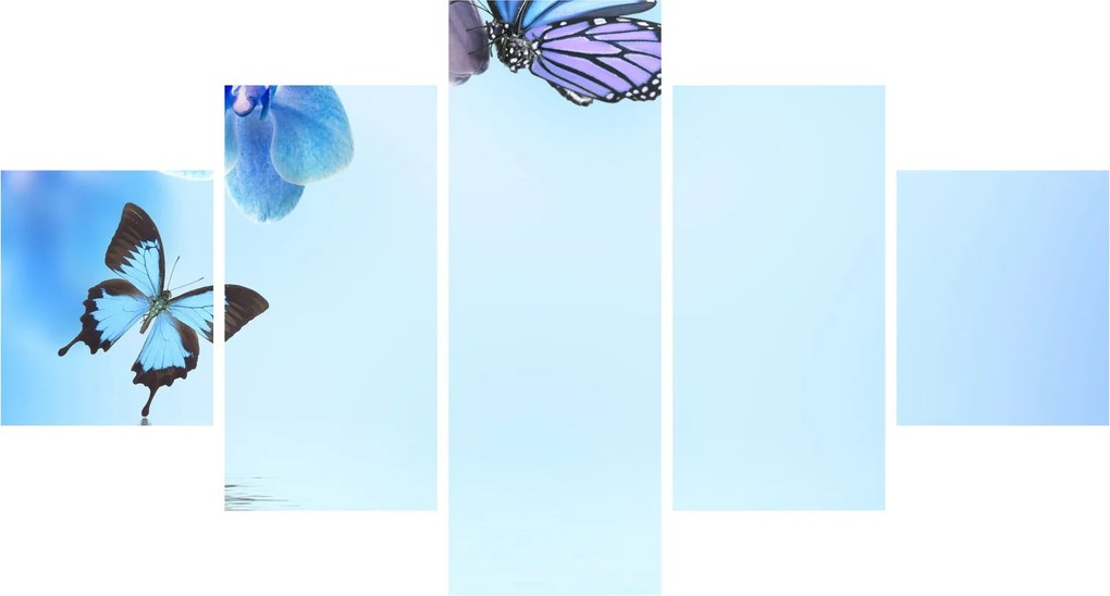 Obraz - Motyl na kwiatach orchidei, niebieski (125x70 cm)