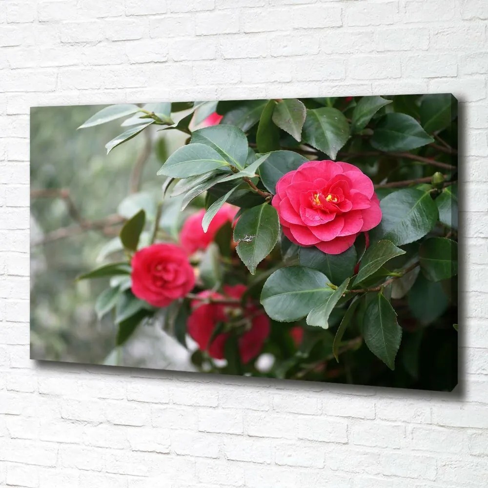 Foto obraz canvas Kamelia