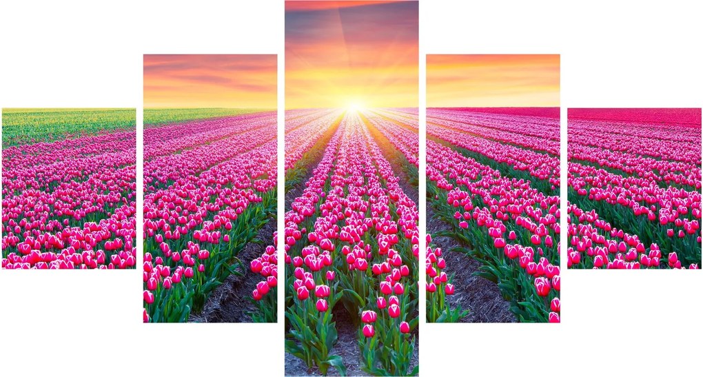 Obraz pole tulipanów ze słońcem (125x70 cm)