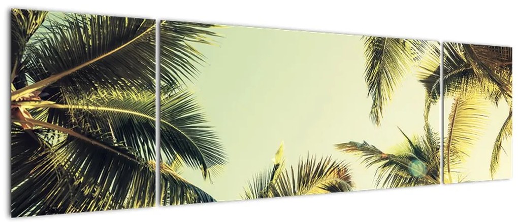 Obraz z palmami kokosowymi (170x50 cm)
