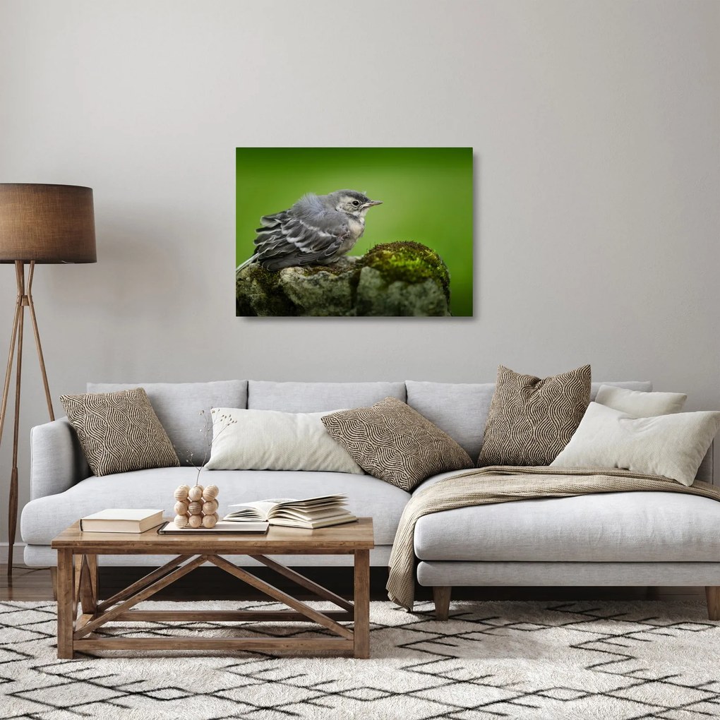 Obraz na szkle - Muchołówka (70x50 cm)