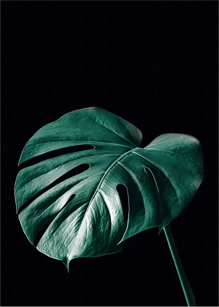 Plakat Dark Monstera