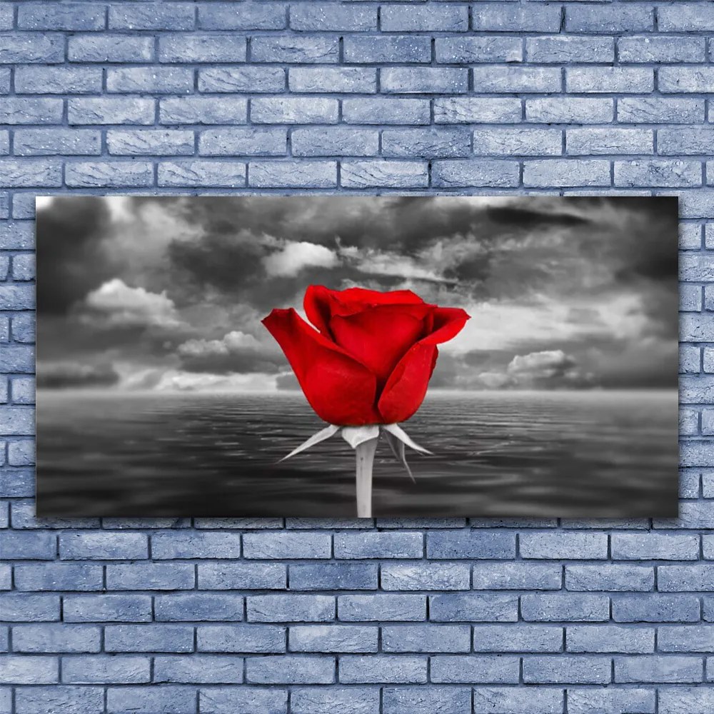 Obraz Akrylowy Róża Kwiat Roślina Morze