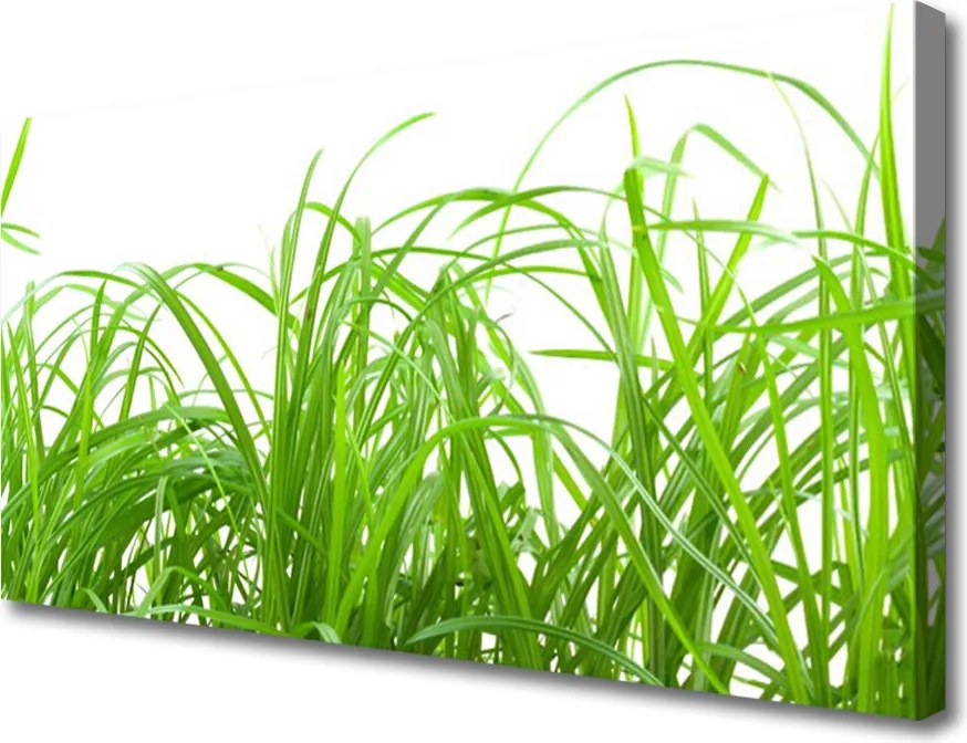 Zdjęcie na płótnie Soczysta Zielona Trawa