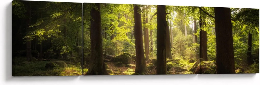 Obraz sennego lasu (170x50 cm)
