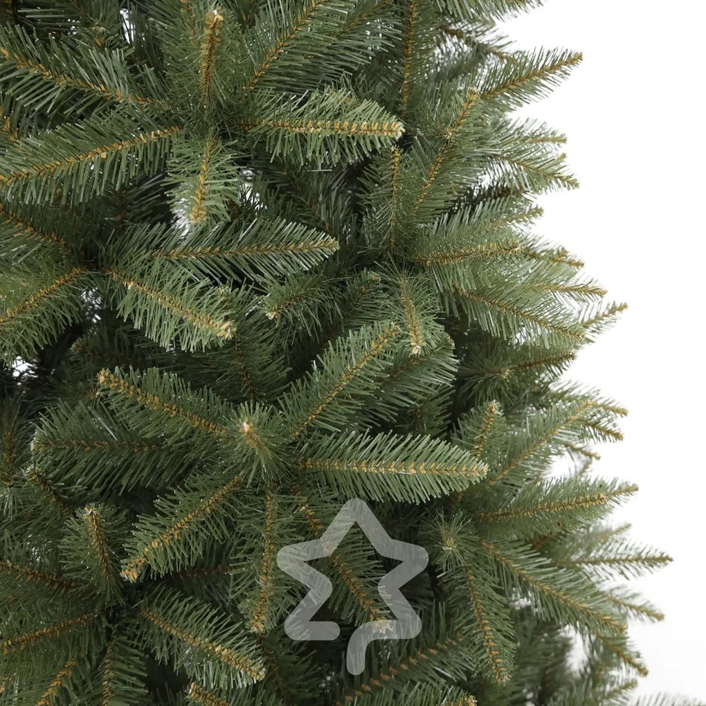 Świerk kaukaski 210 cm