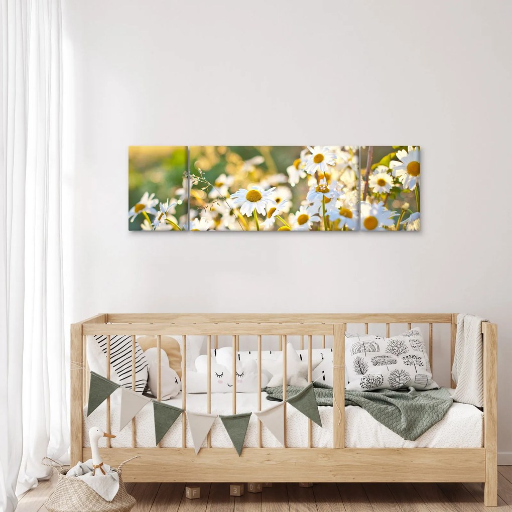 Obraz - Stokrotki (170x50 cm)