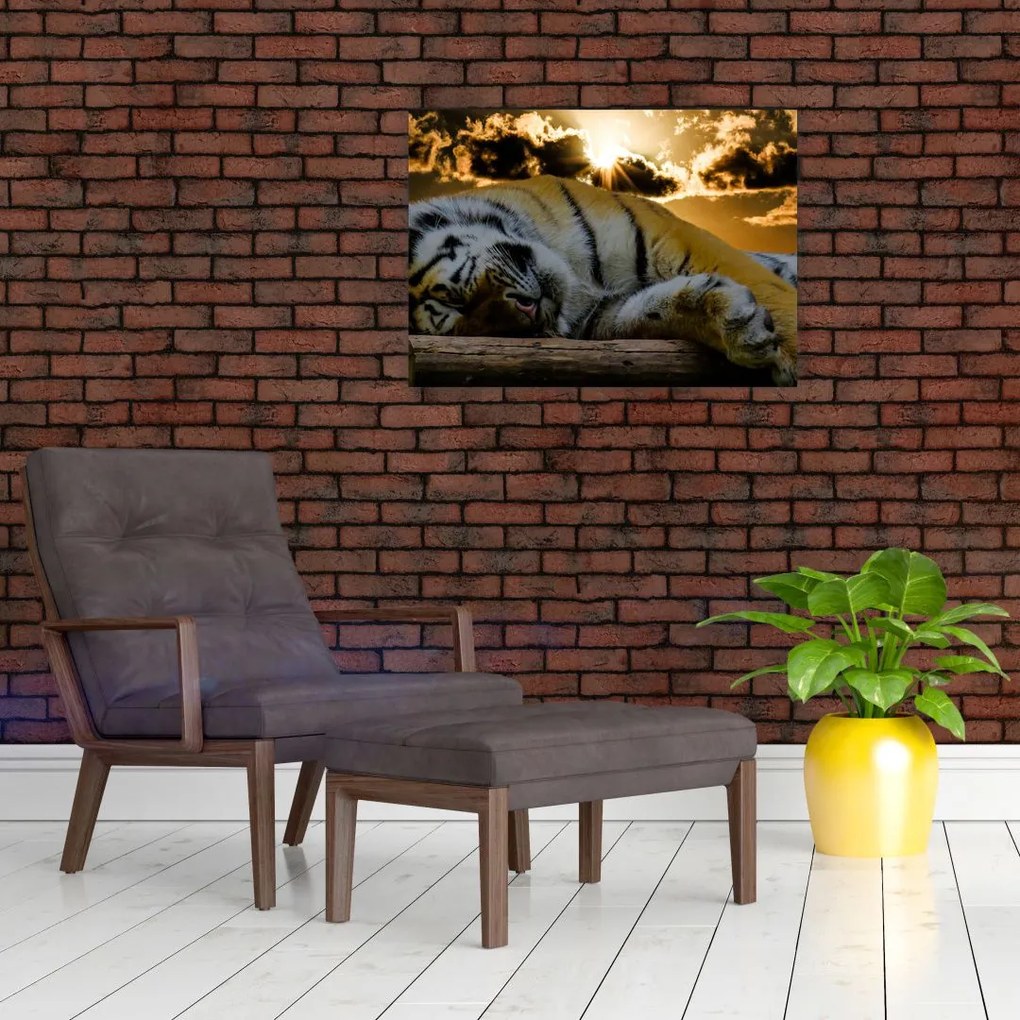 Obraz śpiącego tygrysa (70x50 cm)