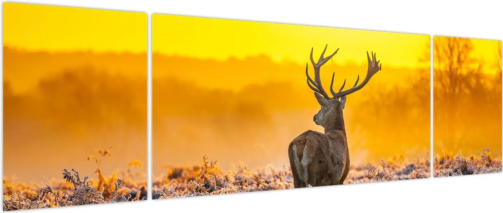 Obraz - Jeleń o wschodzie słońca (170x50 cm)