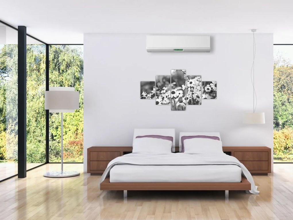 Obraz - Stokrotki (125x70 cm)