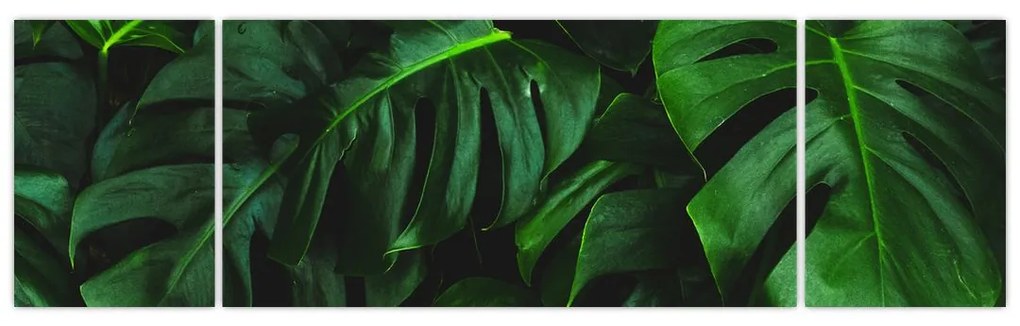 Obraz liści Monstery (170x50 cm)