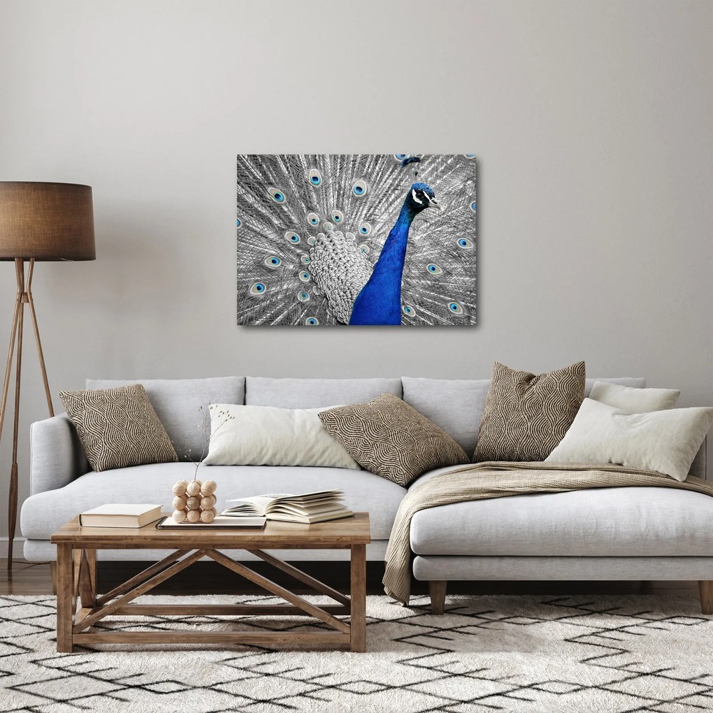 Obraz - niebieski paw (70x50 cm)