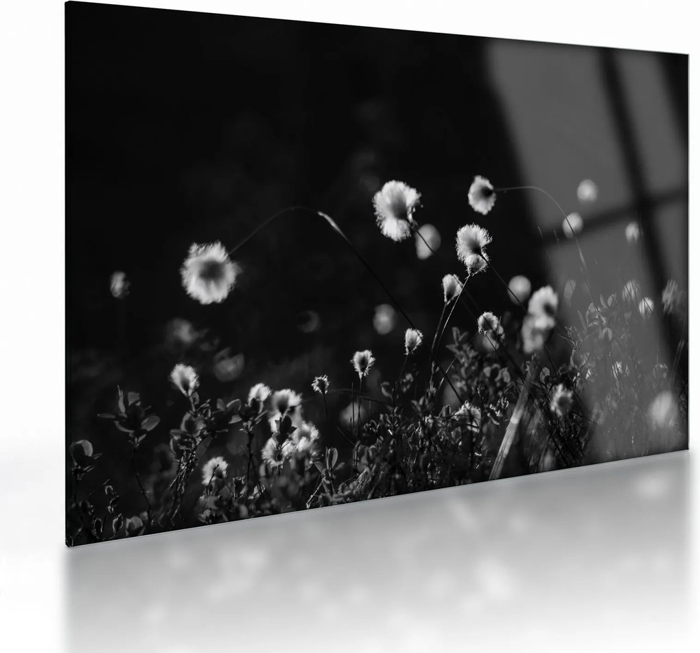 Obraz na szkle - Łąka z trawą bawełnianą N⁰1 (70x50 cm)