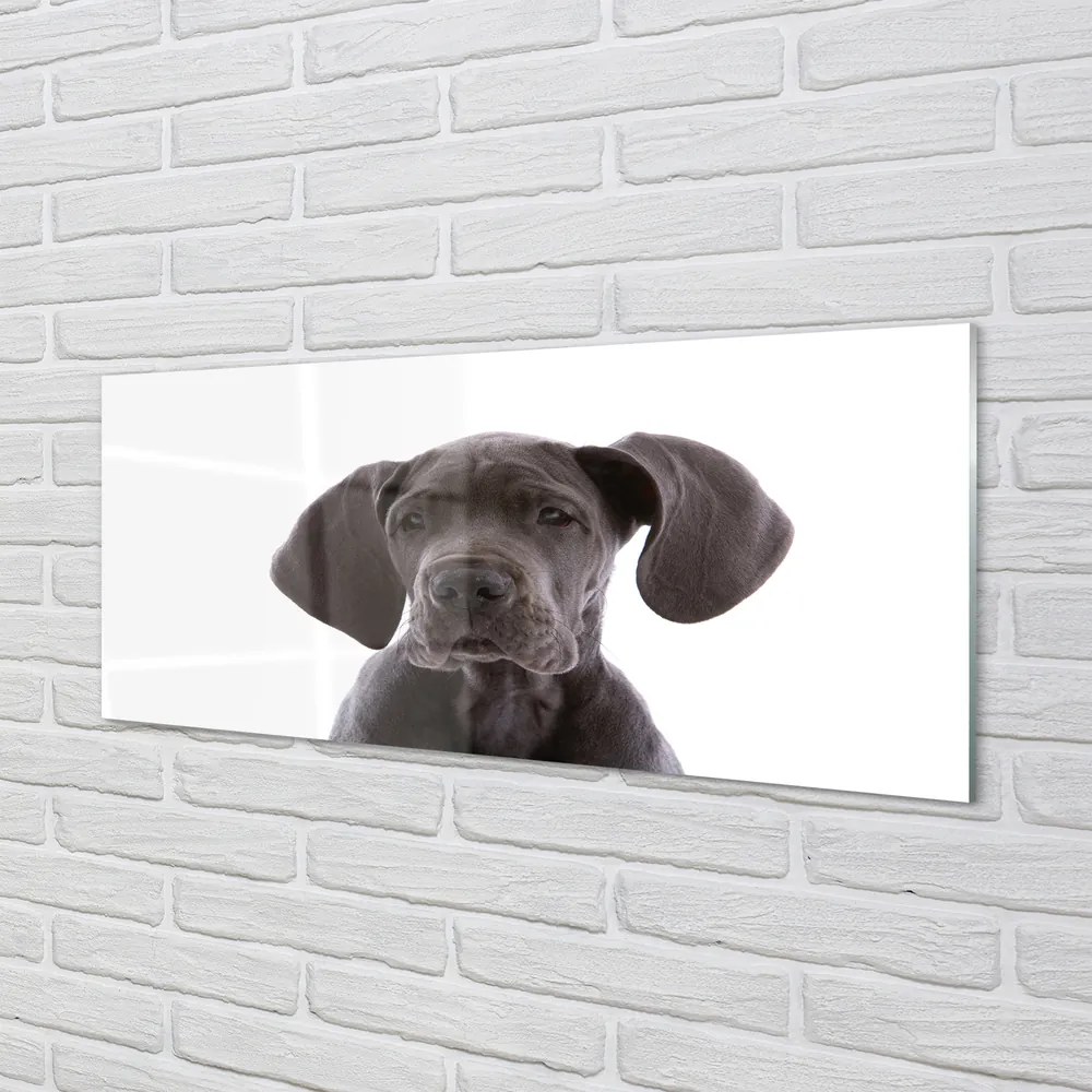 Panel szklany do Kuchni Portret Brązowego Psa