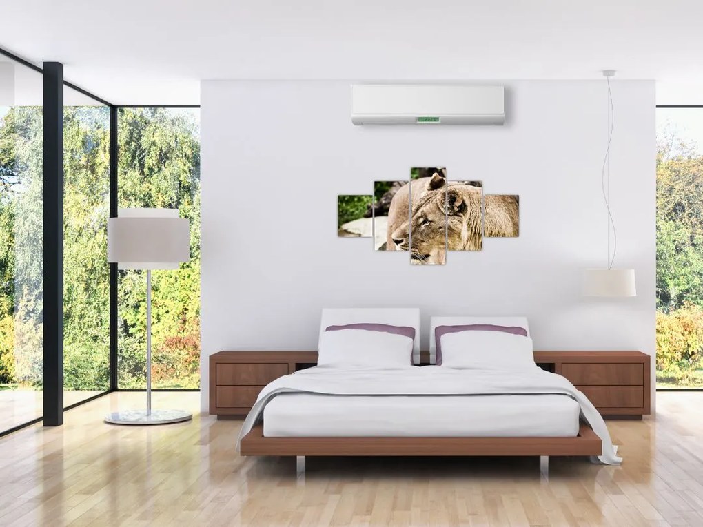 Obraz lwicy (125x70 cm)