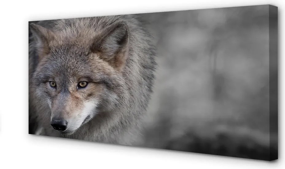 Obraz na płótnie Portret Wilka