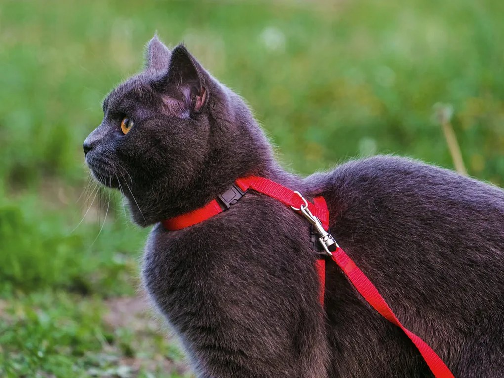 Czerwone szelki dla kota KITTEN HARNES
