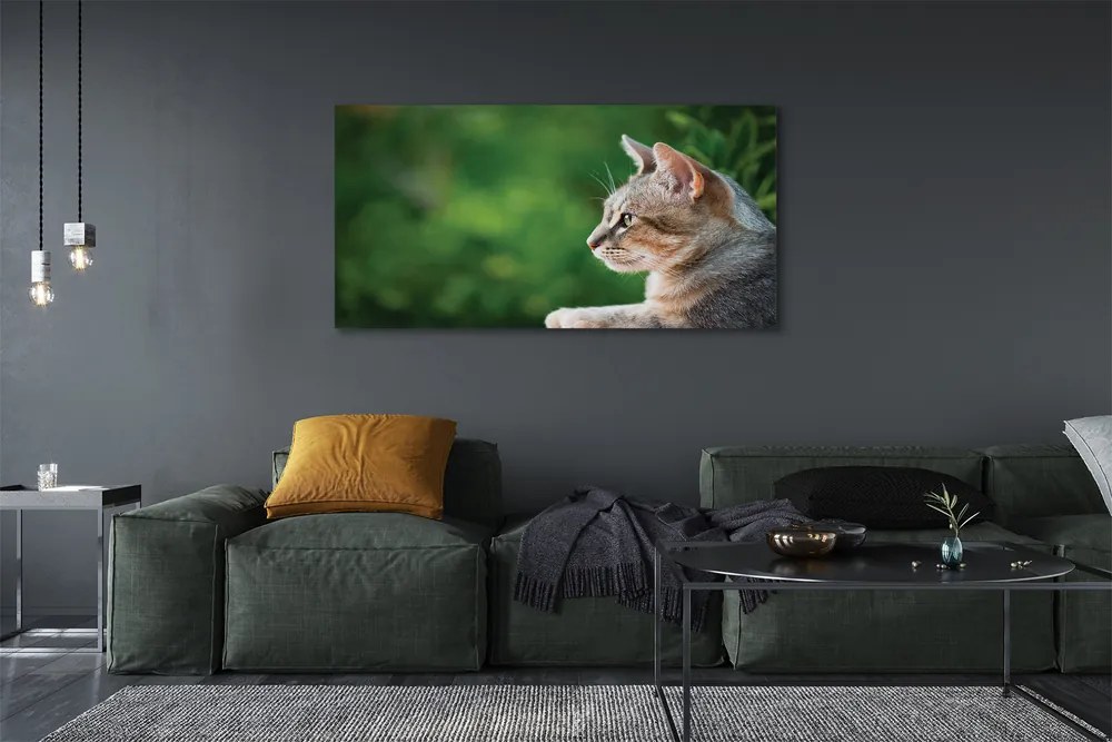 Zdjęcie na płótnie Kot o Przenikliwym Spojrzeniu