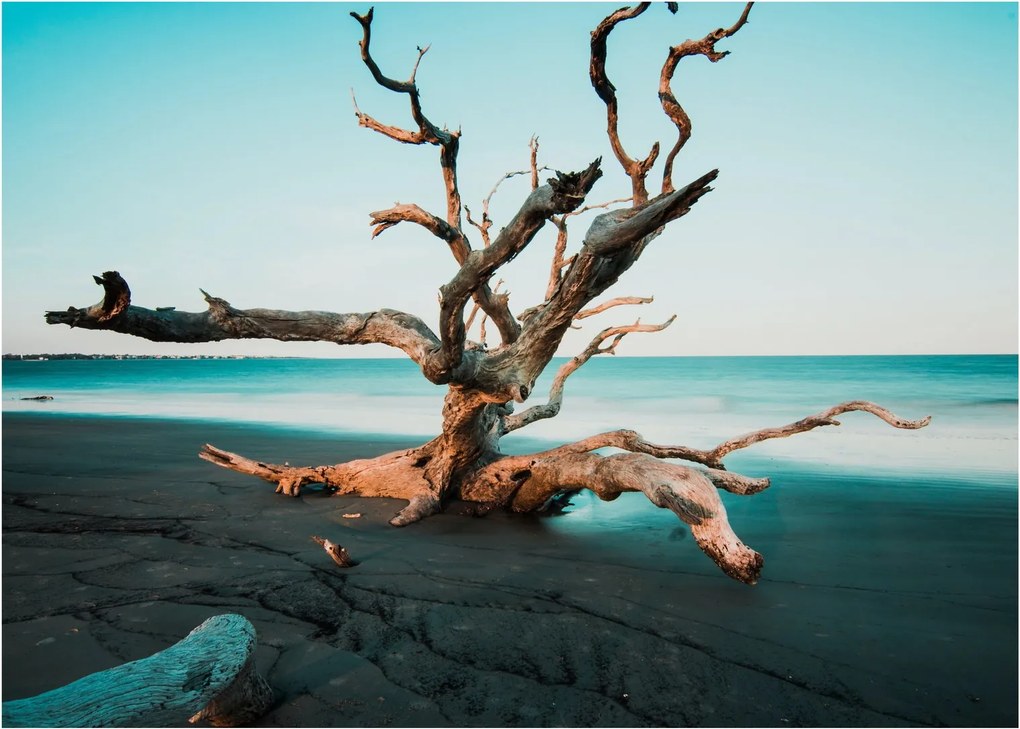 Obraz - Wyłowiono na plaży (70x50 cm)