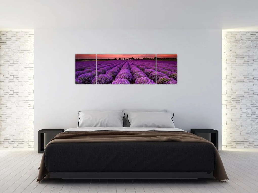 Obraz - Pole lawendy (170x50 cm)