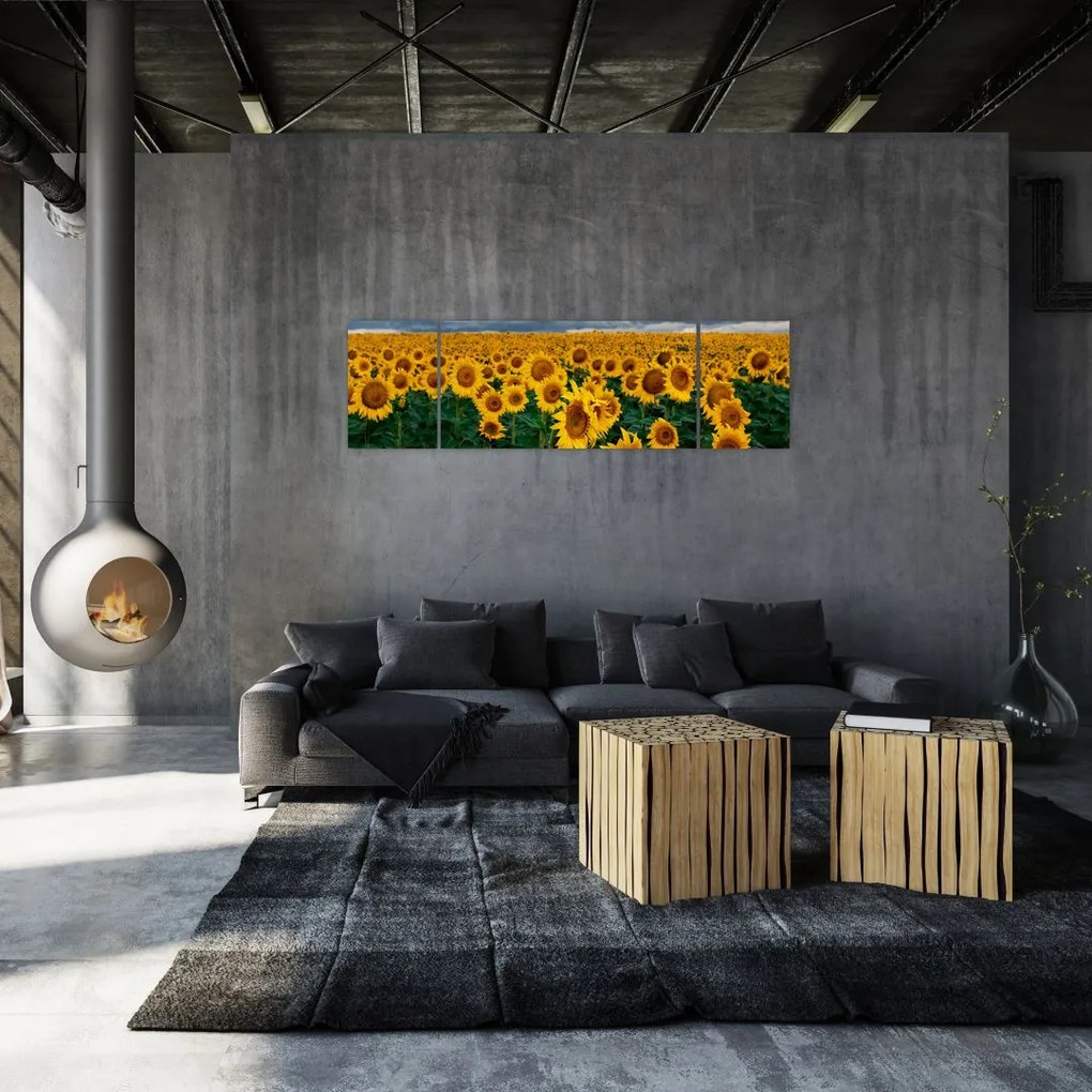 Obraz pola słoneczników (170x50 cm)